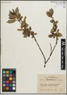 Foto von Salix pentandra L.